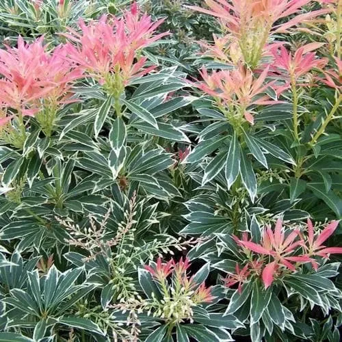 Japán Babérhanga „Flaming Silver” 30cm „Pieris japonica”