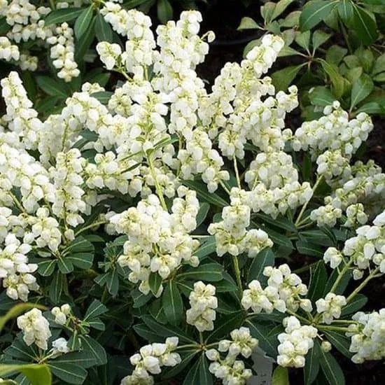 Japán Babérhanga „Select” 30cm „Pieris japonica”