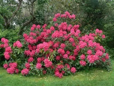Havasszépe 40-50cm ‘Nova Zembla’ „Rhododendron hirsutum”