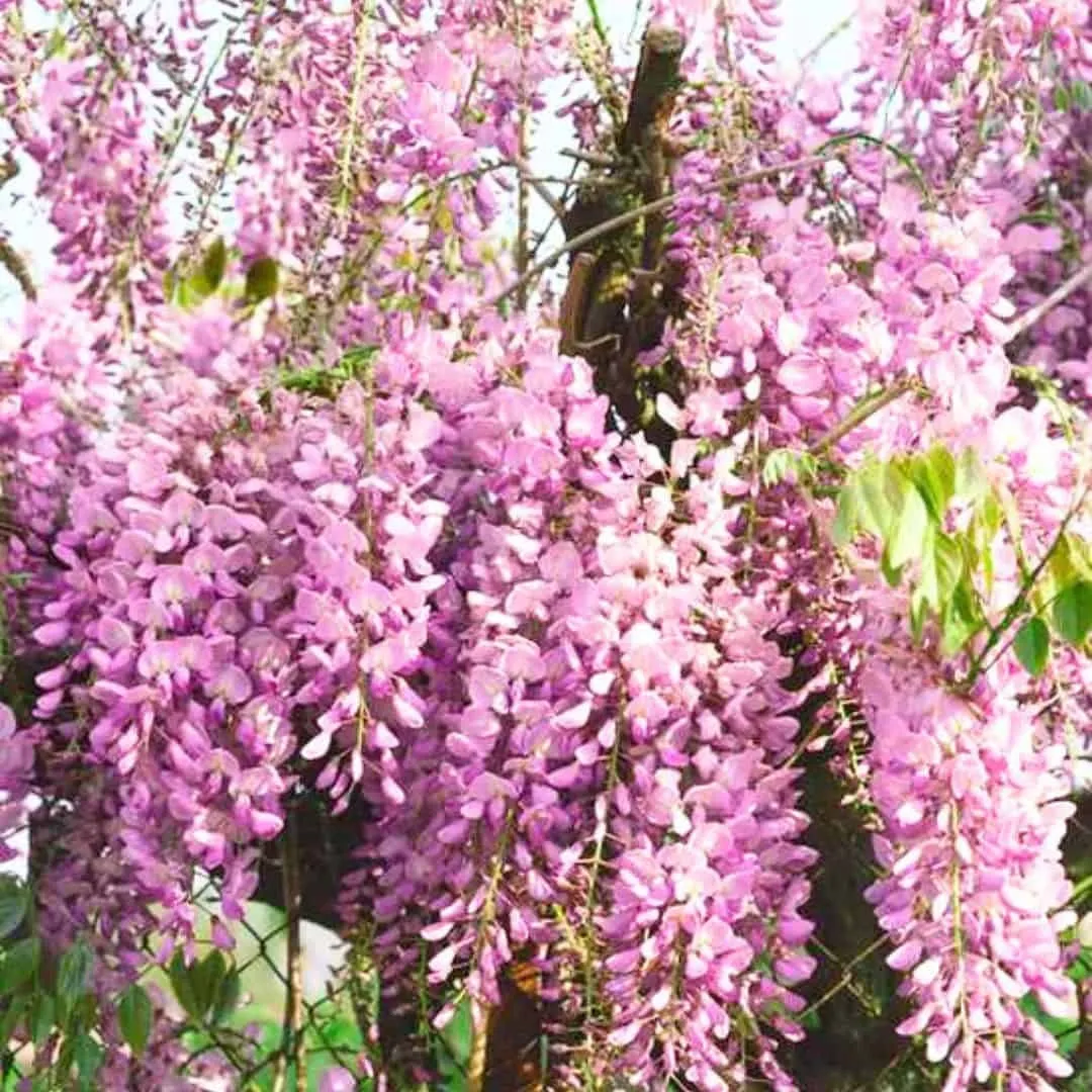 Lilaakác „Rosea” 150cm Rózsaszín „Wisteria floribunda”
