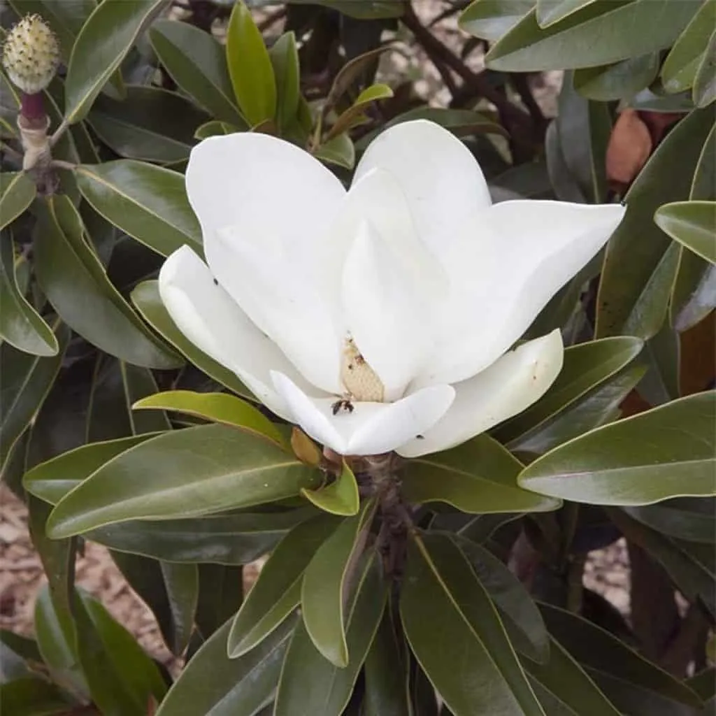 Oszlopos örökzöld magnolia „Alta” 100cm „Magnolia grandiflora”