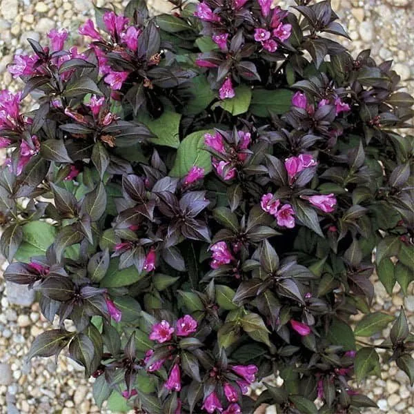 Törpe Bordó levelű Rózsalonc „Elvera” 20-30cm „Weigela florida”