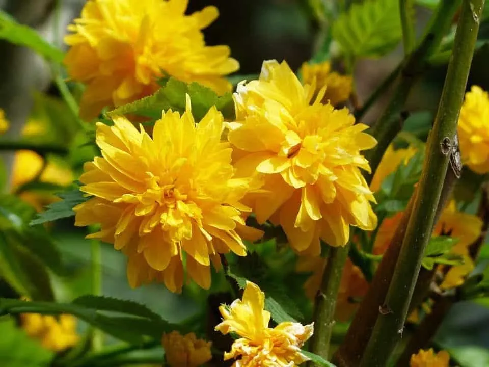 Boglárkacserje 30-40cm „Kerria japonica”