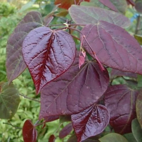 Bordó levelű Júdásfa 250cm „Cercis canadensis Forest Pansy”