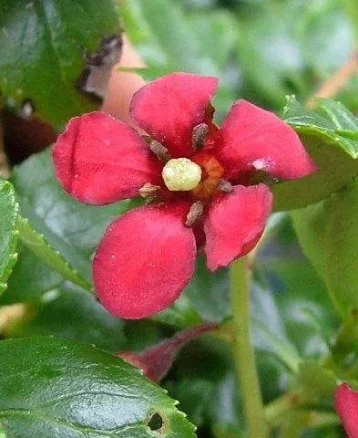 Kőtörőcserje 20cm Piros virágú „Escallonia Red Elf”