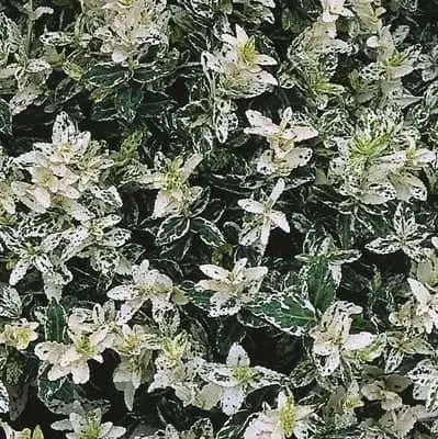 Törpe Tarkalevelű Kecskerágó FEHÉR 30cm „Euonymus fortunei Harlequin”