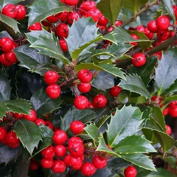 Magyal 30cm „Ilex meserveae Heckenfee” TERMŐS