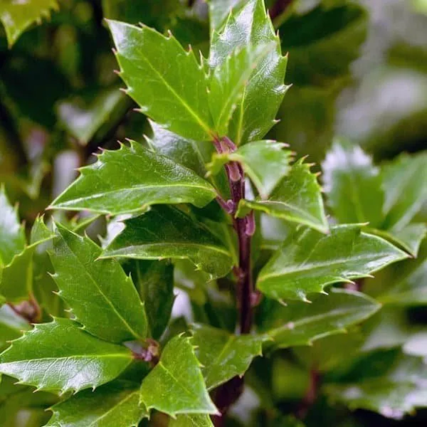 Magyal 30cm „Ilex meserveae Heckenpracht” TERMŐS
