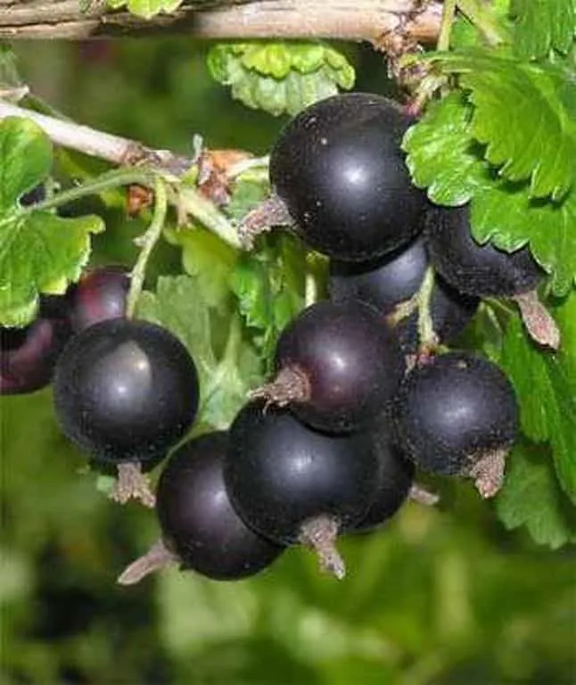 Josta 100cm Ribiszkeköszméte „Ribes nigrum x uva-crispa” (Konténeres)