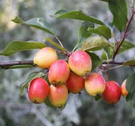 Vadalma „Malus sylvestris” 100cm Erdei alma (Konténeres)