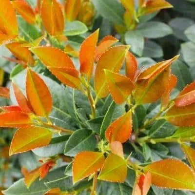 Babérmeggy „Bonaparte” 60cm „Prunus laurocerasus”