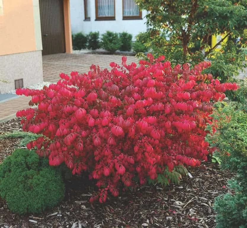 Szárnyas Kecskerágó 80cm „Euonymus alatus Compactus”
