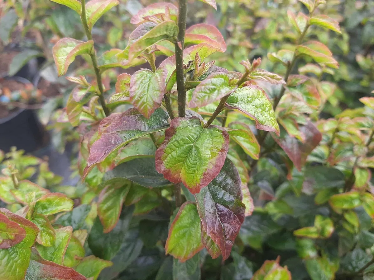 Oszlopos Perzsa Varázsfa 100 cm „Parrotia persica Persian Spire”