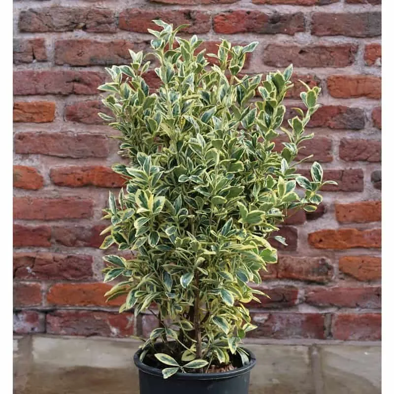 Japán Kecskerágó „Bravo” Fehér tarka 30-40cm „Euonymus japonicus”