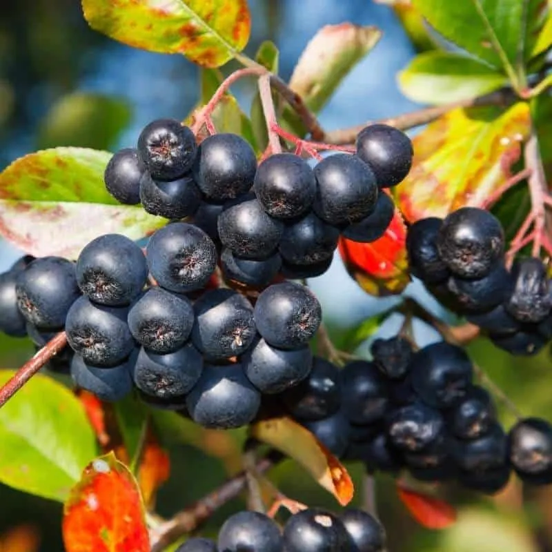 Fekete berkenye „Viking” 30 cm „Aronia melanocarpa Viking”