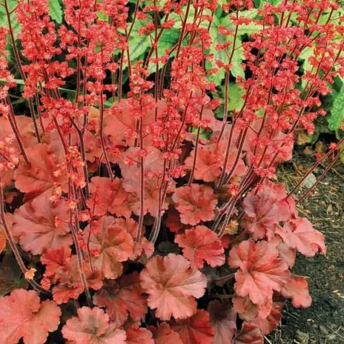 Tűzeső „Cherry Cola” 20cm „Heuchera”