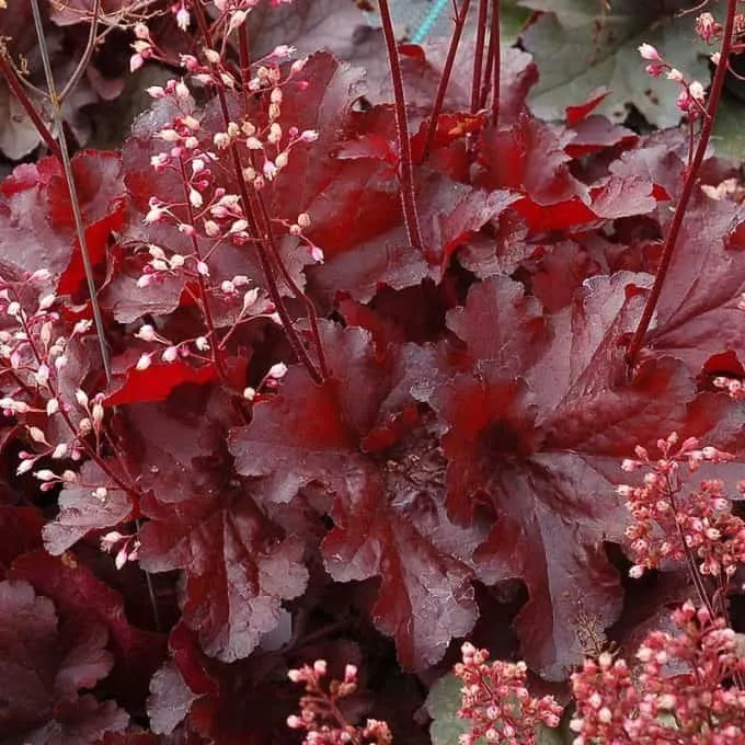 Tűzeső „Forever Red” 20cm „Heuchera”