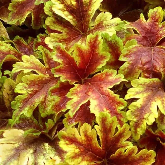 Tűzeső „Gold Zebra” 20cm „Heuchera”
