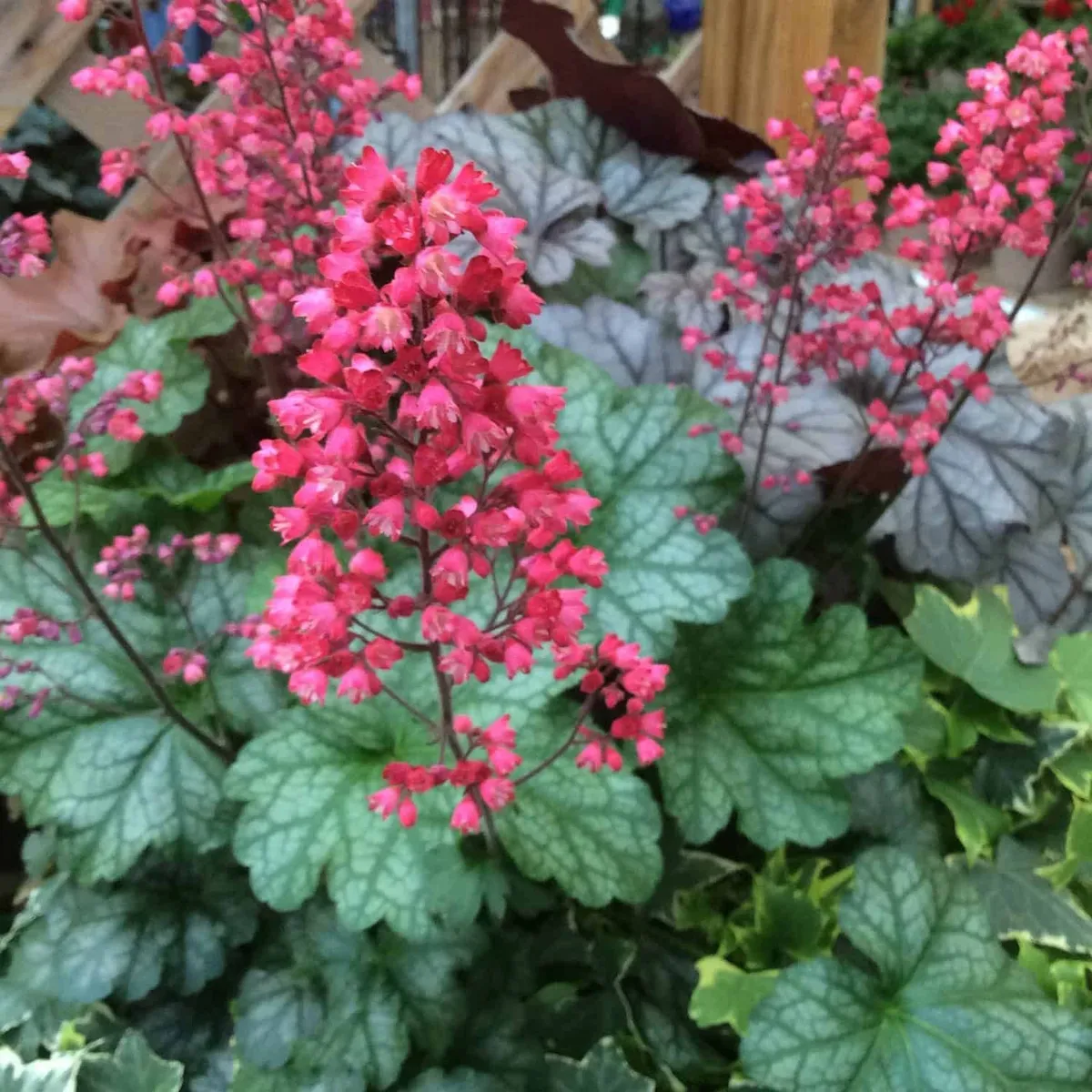 Tűzeső „Paris” 20cm „Heuchera”