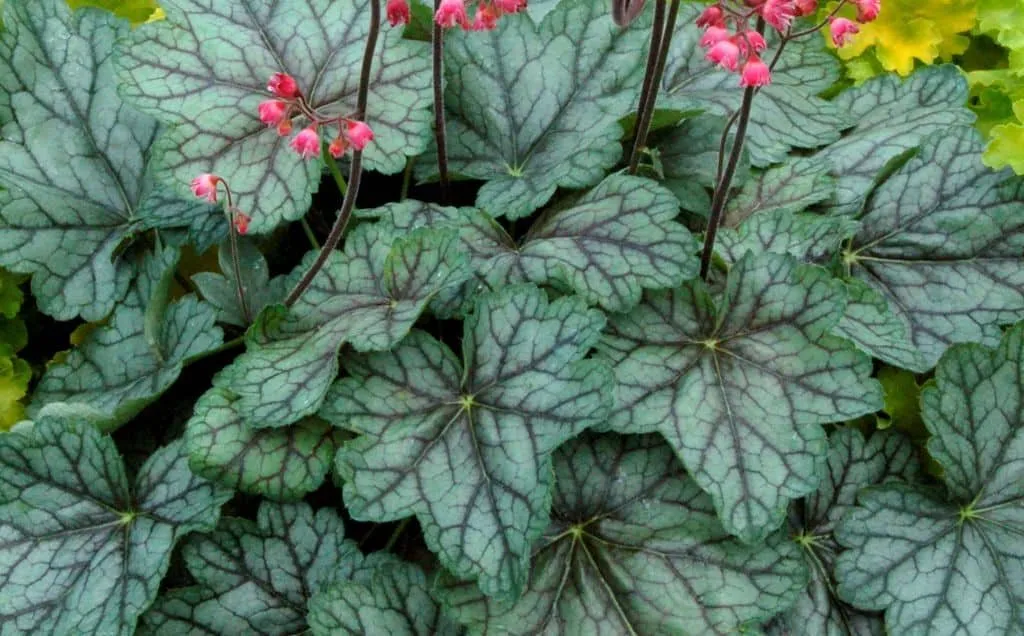 Tűzeső „Peppermint Spice” 20cm „Heuchera”