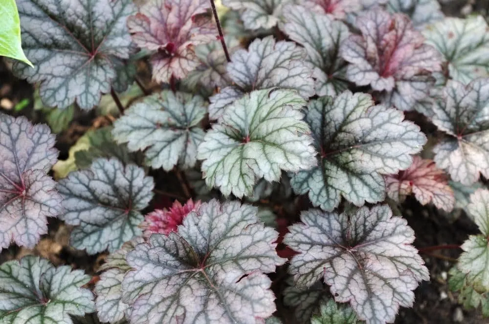 Tűzeső „Rave On” 20cm „Heuchera”