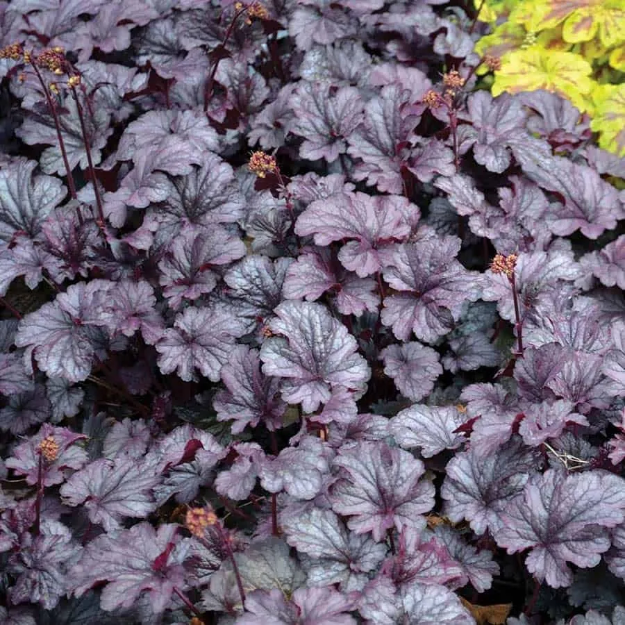 Tűzeső „Shanghai” 20cm „Heuchera”