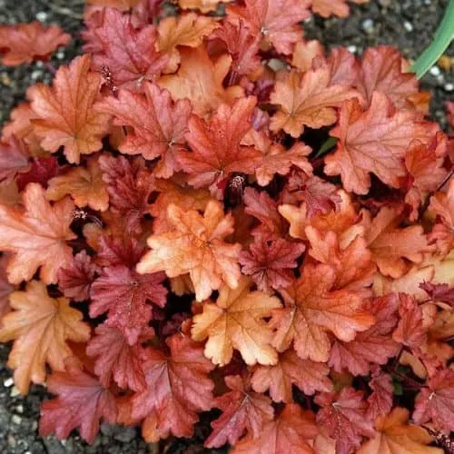 Tűzeső „Peach Flambe” 20cm „Heuchera”