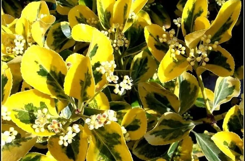 Japán Kecskerágó „Aureomarginata” Arany tarka 30-40cm „Euonymus japonicus”