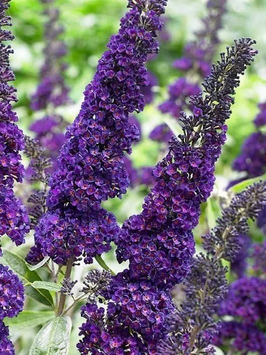 Nyári Orgona „Black Knight” SÖTÉTLILA 30-40cm „Buddleia davidii”