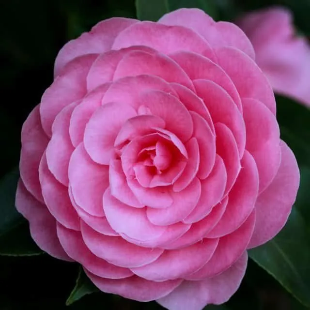Japán kamélia „Waterhouse” Rózsaszín 20-30cm „Camellia japonica”