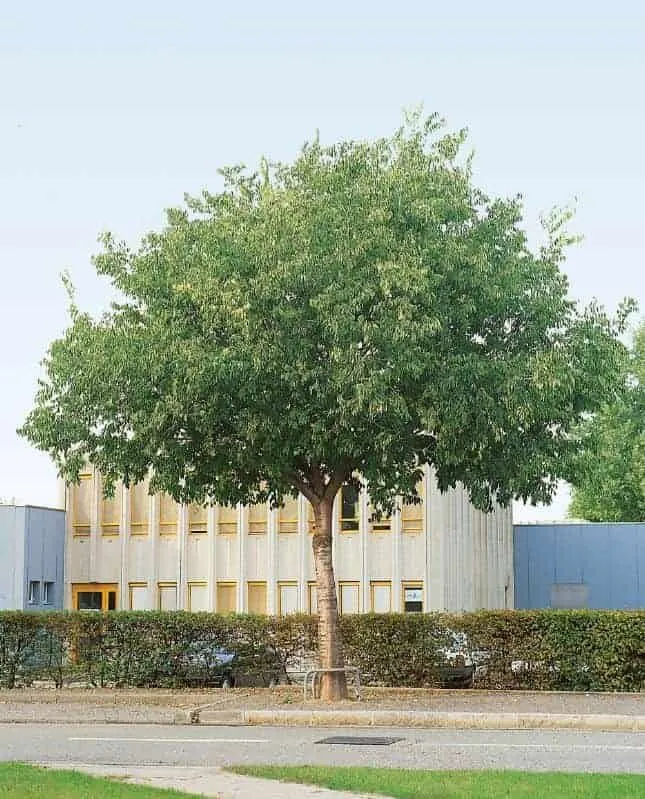 Keleti Ostorfa 120cm „Celtis Australis”