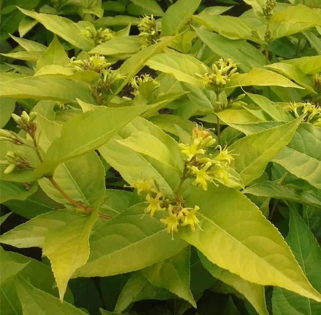 Sárgalonc „Honeybee” 20-30cm „Diervilla rivularis”