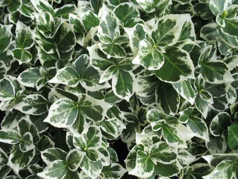 Fehér tarka Kecskerágó bokor 20-30cm „Euonymus fortunei Emerald Gaiety”