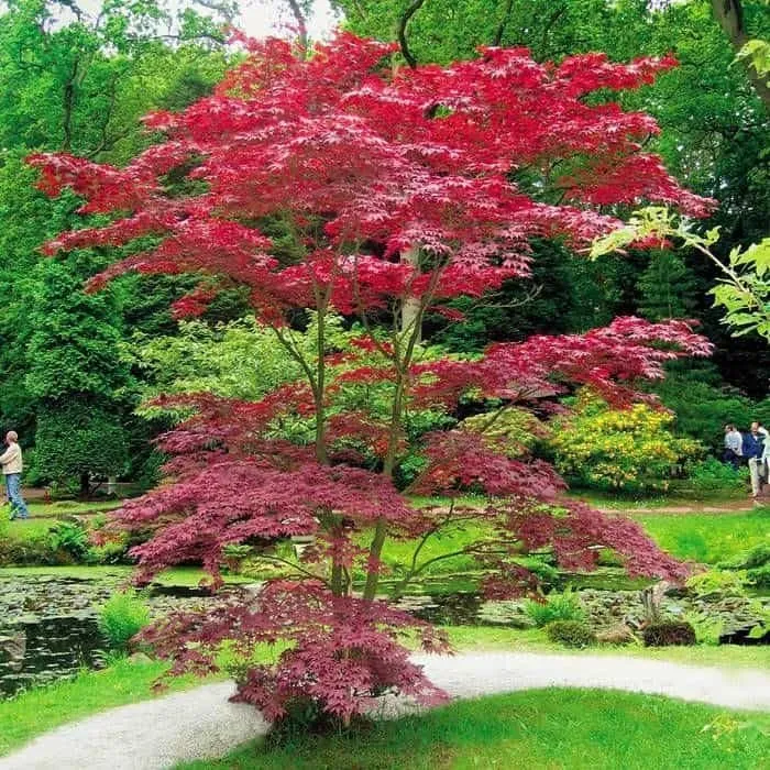 Japán Juhar „Atropurpureum” 40-60 cm „Acer palmatum” Vöröslevelű japánjuhar