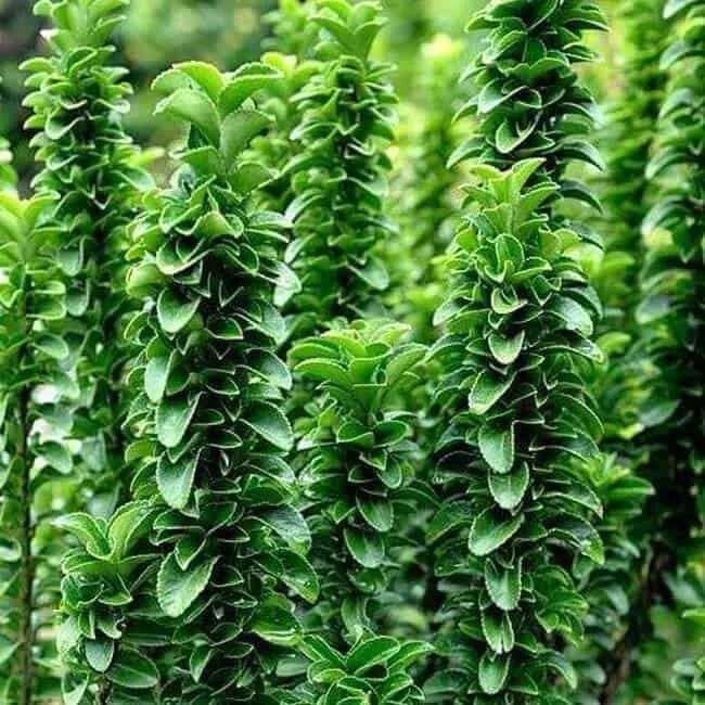 Oszlopos Japán Kecskerágó 30-40cm „Euonymus japonicus Benkomasaki”