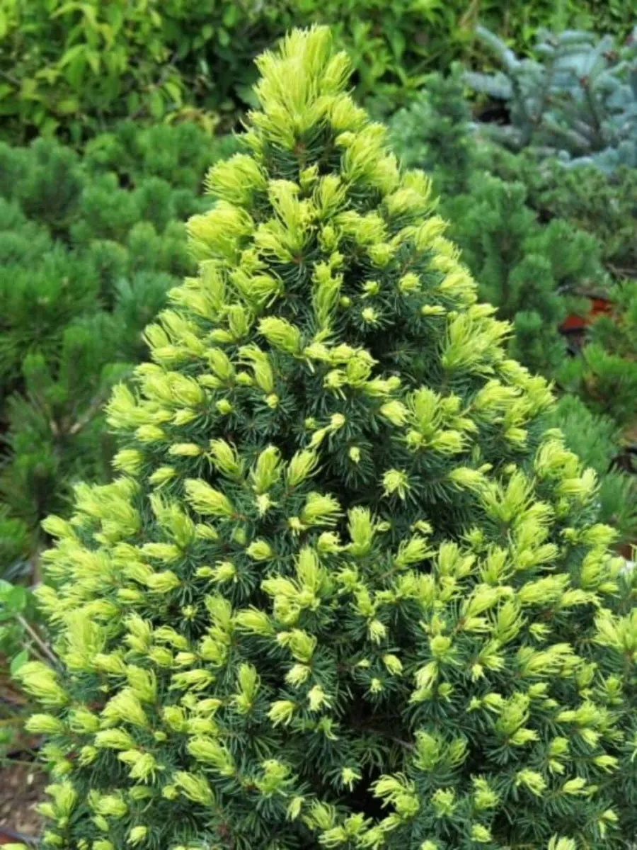 Sárga Cukorsüvegfenyő 20 cm „Picea glauca Rainbow’s End”