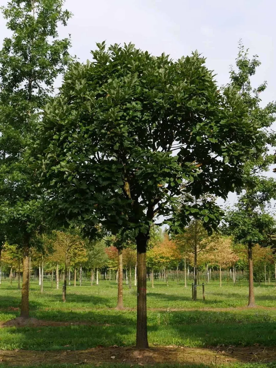 Pontuszi Tölgy 120cm „Quercus pontica”
