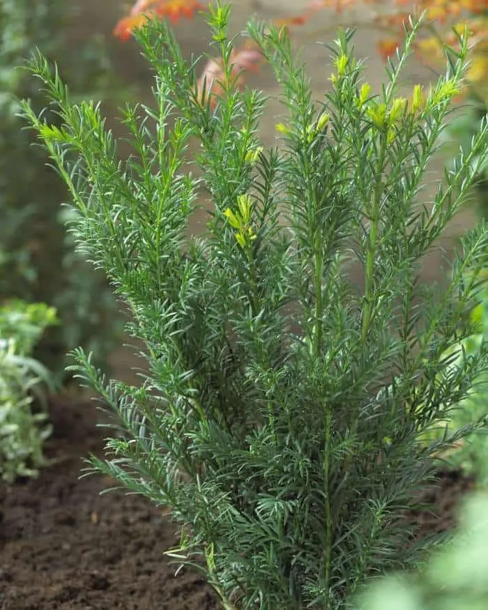 Grönlandi Tiszafa 40-60cm „Taxus media Groenland”