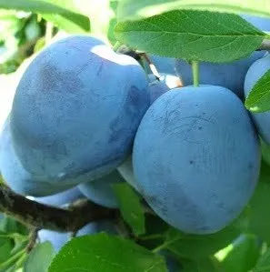 Szilva „TopHit” 100cm (Konténeres)