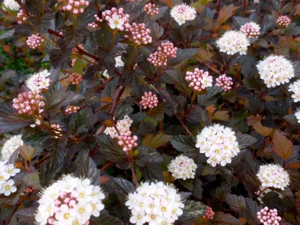 Vöröslevelű Hólyagvessző „Diabolo” 30-40cm „Physocarpus Opulifolius”