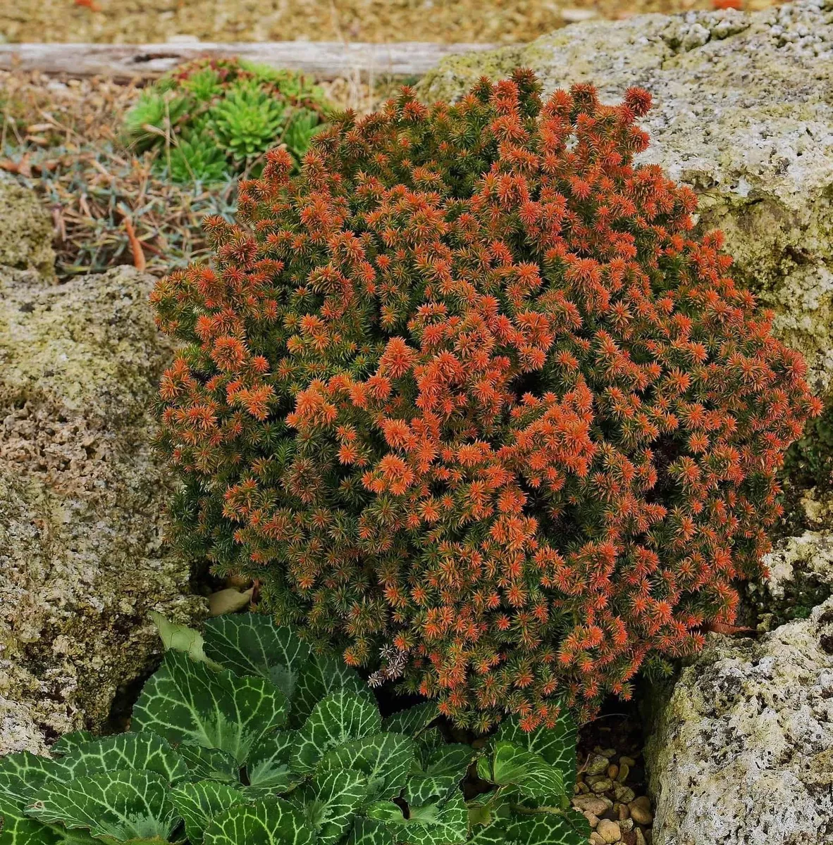 Törpe Gömb Japánciprus „Vilmoriniana” Szugifenyő 20cm „Cryptomeria japonica”