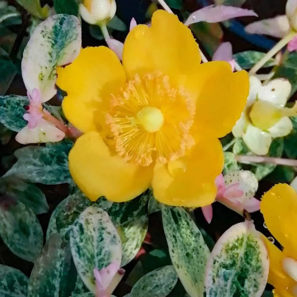 Tarka levelű Orbáncfű „Radiance” 30-40cm „Hypericum hybrida Radiance”