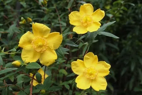 Nagyvirágú Orbáncfű „Hidcote” 30-40cm „Hypericum patulum”