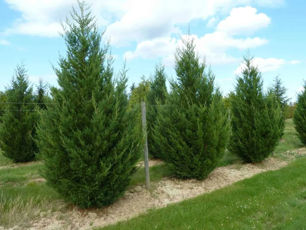 Oszlopos leylandi ciprus „2001” 60cm „Cupressocyparis leylandii”