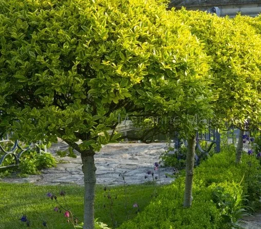 Magastörzsű Arany tarka levelű Fagyal 150cm „Ligustrum ovalifolium Aureum”