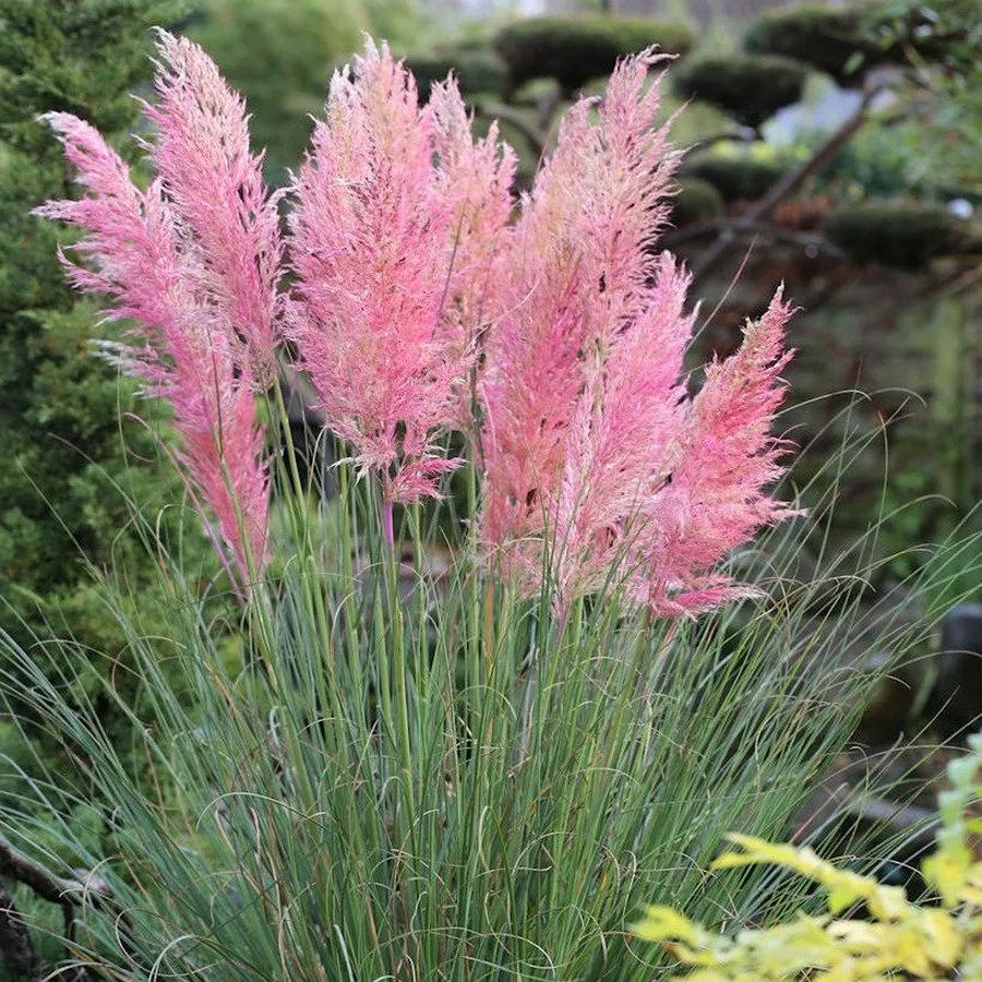 Rózsaszín Pampafű 80cm „Cortaderia selloana Rosea” (cserepes díszfűáru)