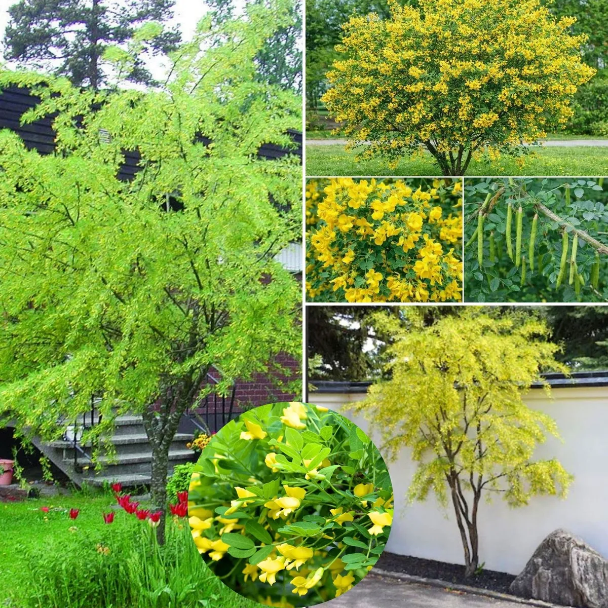 Borsófa „Caragana arborescens” 120 cm Borsócserje (Konténeres díszfaáru)
