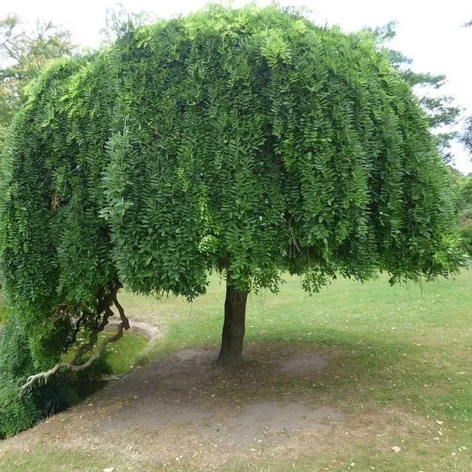 Csüngő Japánakác 250 cm „Sophora japonica Pendula” (konténeres kertészeti áru)