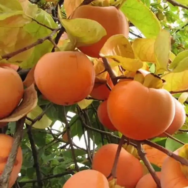 Datolyaszilva „O’Gosho” 150cm Kakiszilva „Diospyros kaki”