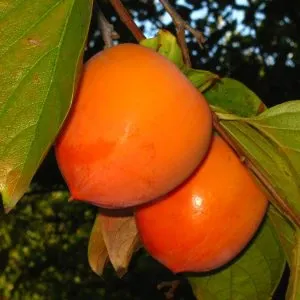 Datolyaszilva „Tone Wase” 150cm Kakiszilva „Diospyros kaki”
